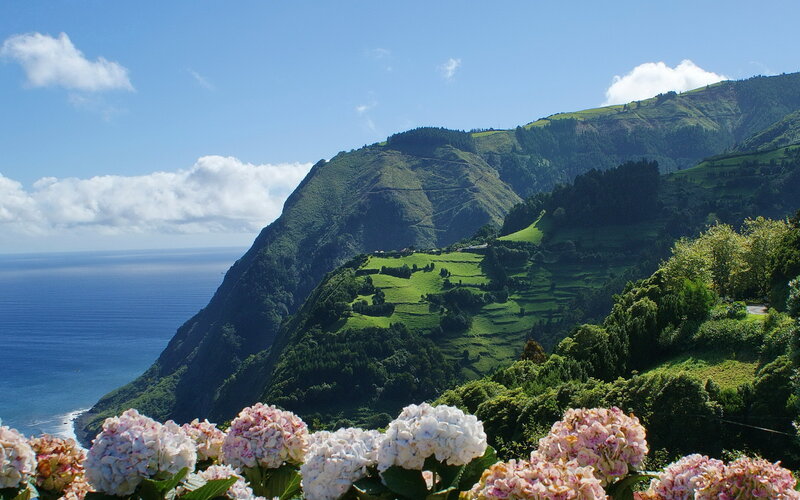 Hydrangea Flowers on Cliff