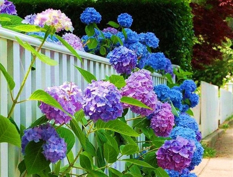 Hydrangea Flowers on Fence