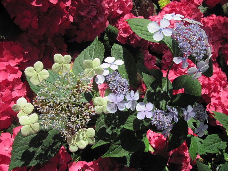 Hydrangea Flowers — Pink, Bright
