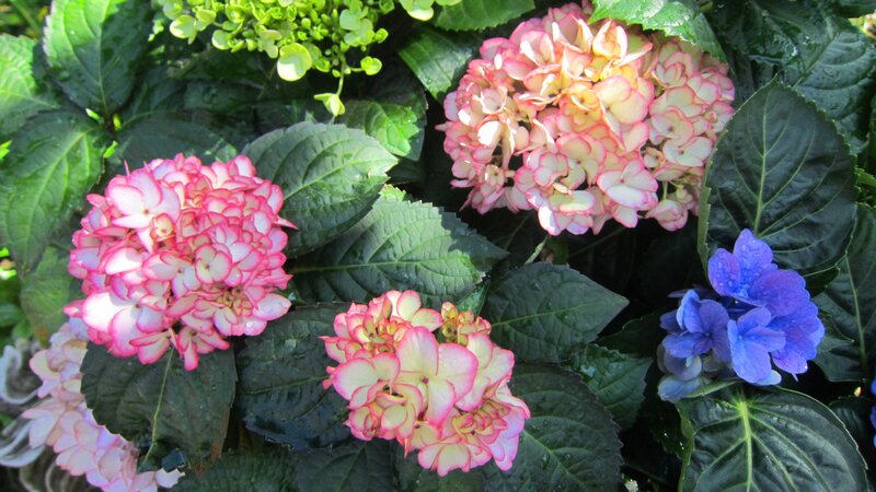Hydrangea Flowers — Pink, Calm, Afternoon