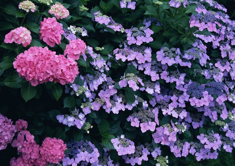 Hydrangea Flowers — Pink, Calm, Summer
