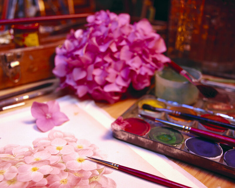 Hydrangea Flowers — Pink, Calm