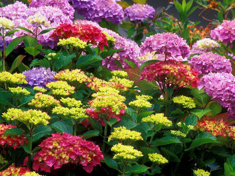 Hydrangea Flowers — Pink, Vibrant