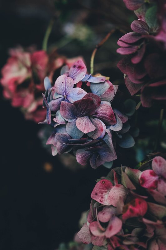 Hydrangea Flowers — Purple, Dramatic