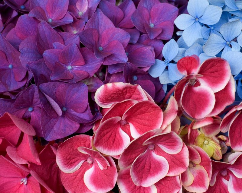 Hydrangea Flowers — Purple