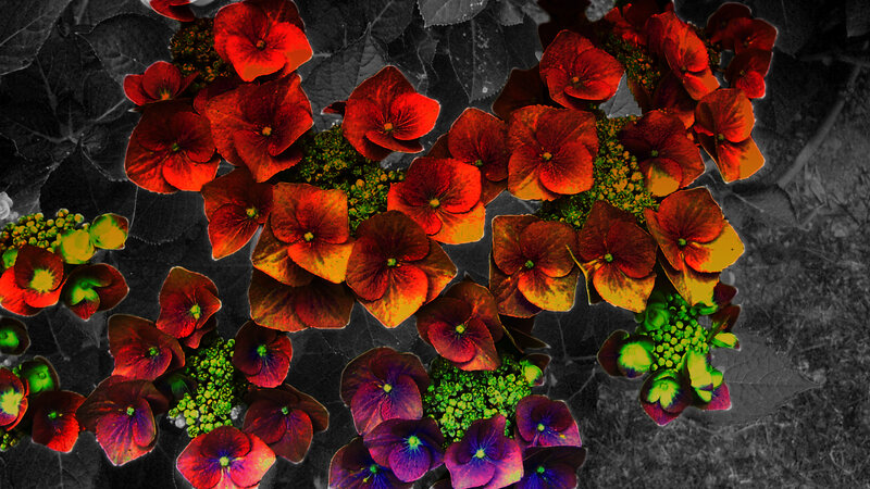 Hydrangea Flowers — Red