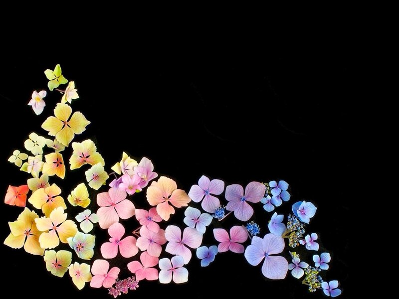 Hydrangea Flowers