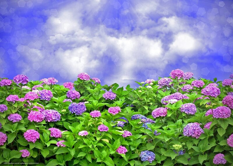 hydrangea flowers under blue sky