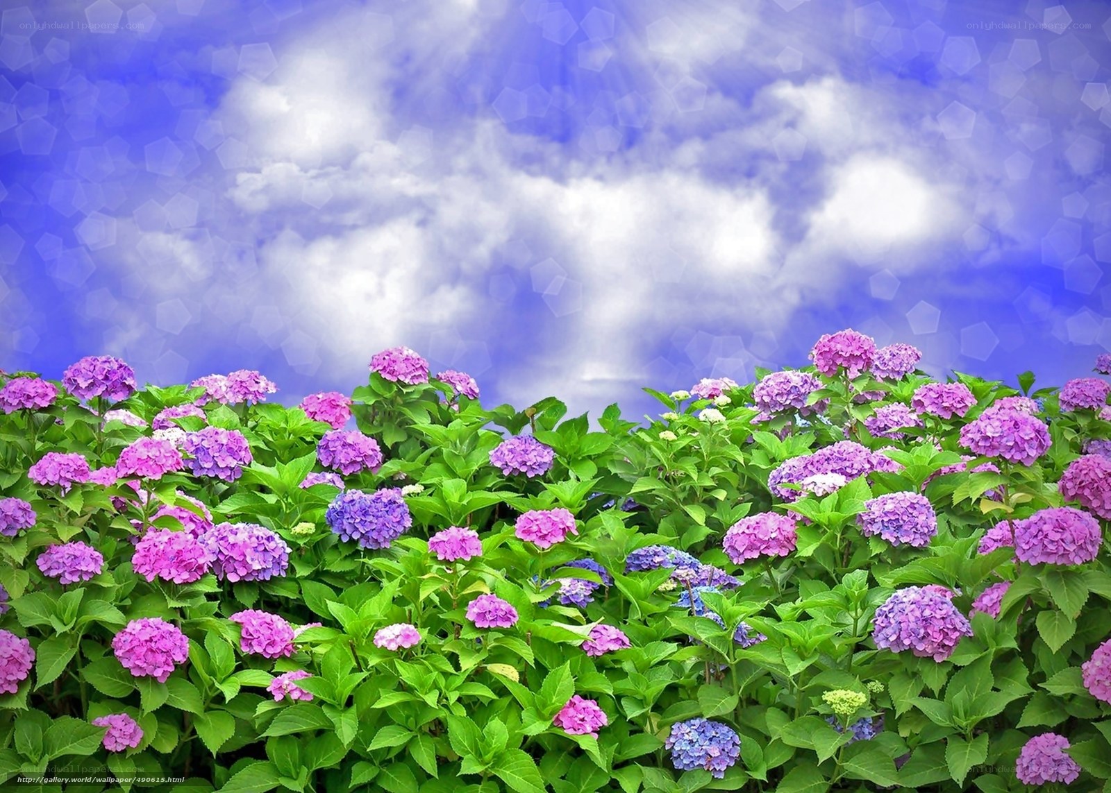 hydrangea flowers under blue sky