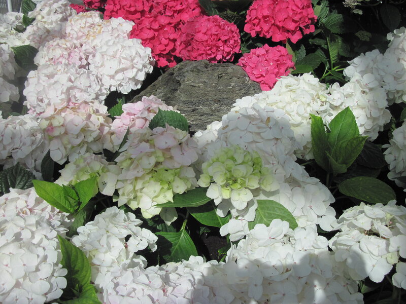 Hydrangea Flowers — White, Calm, Afternoon