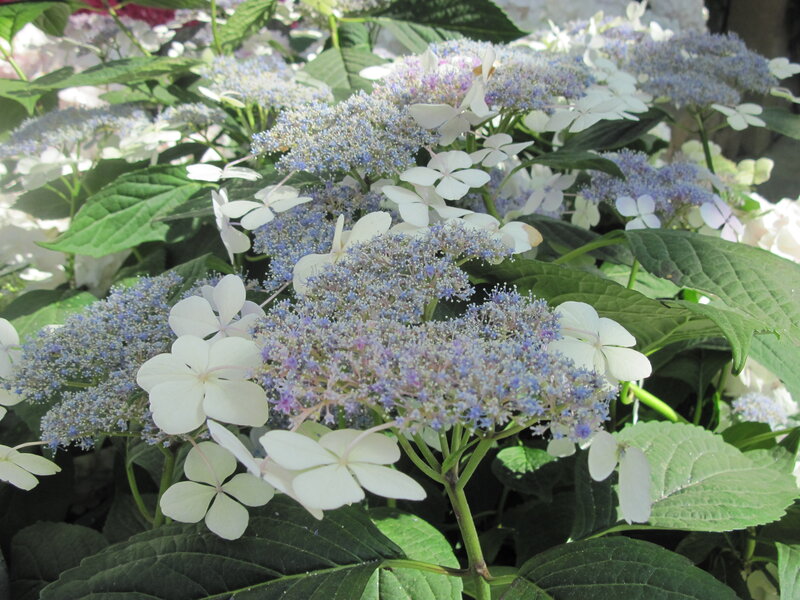 Hydrangea Flowers — White, Calm