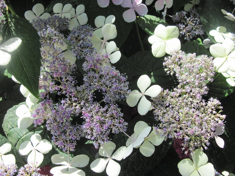 Hydrangea Flowers — White, Serene