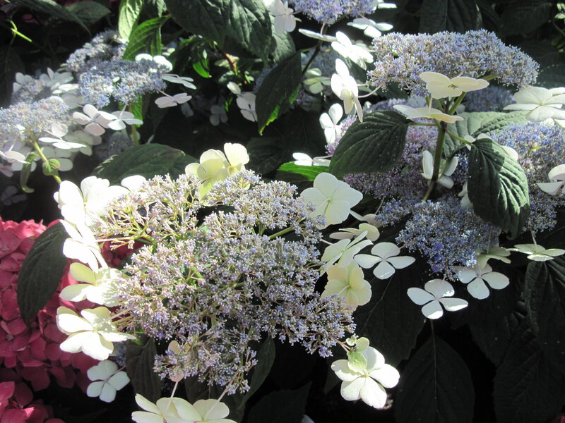 Hydrangea Flowers — White
