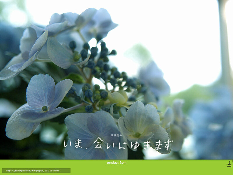 hydrangea flowers with text