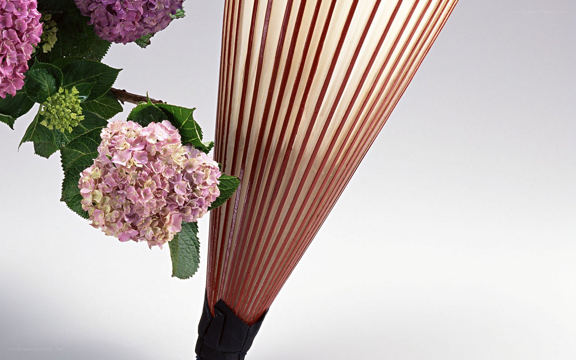 hydrangea flowers with umbrella