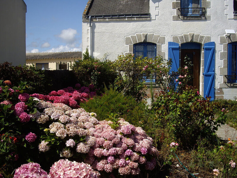 Hydrangea Garden in Front of House