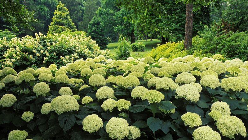 hydrangea garden in spring