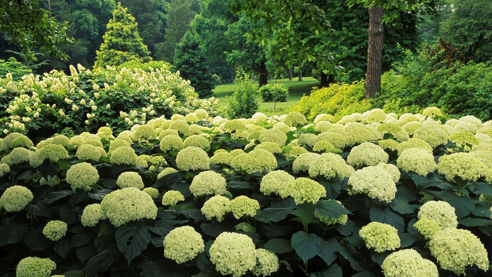 hydrangea garden in spring