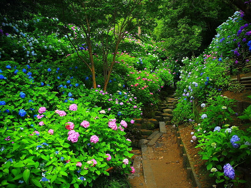 Hydrangea Garden Path — Green