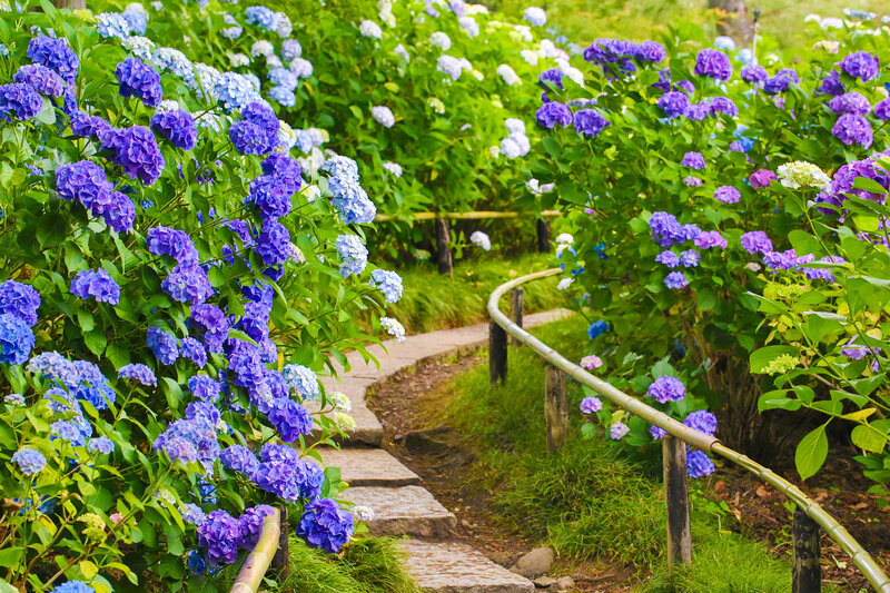 Hydrangea Garden Path — Purple