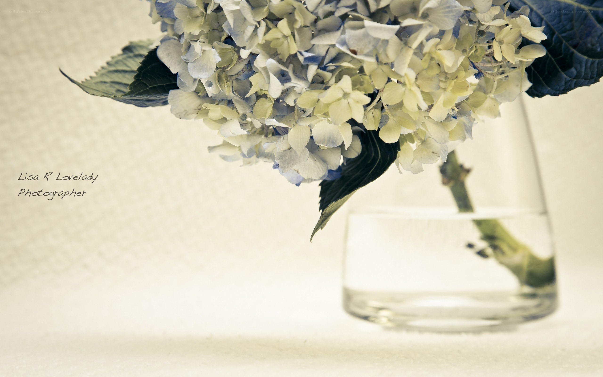 hydrangea in a glass vase