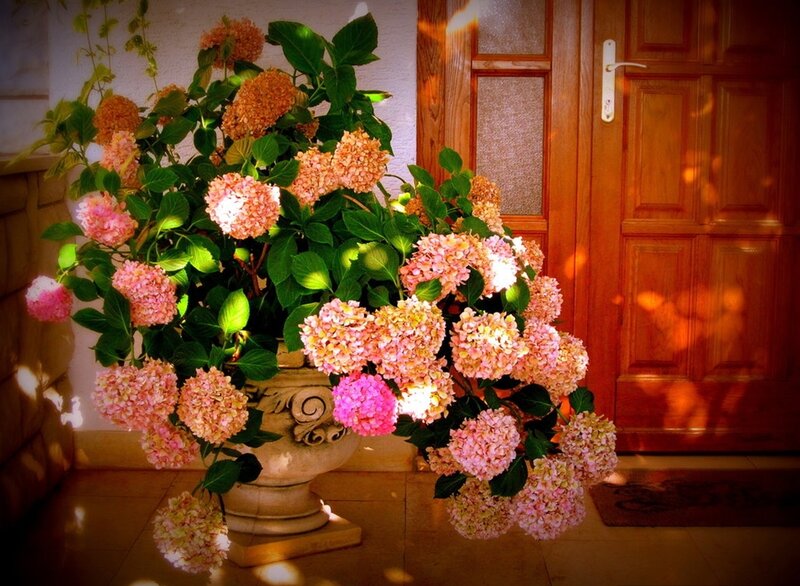 Hydrangea in a Pot