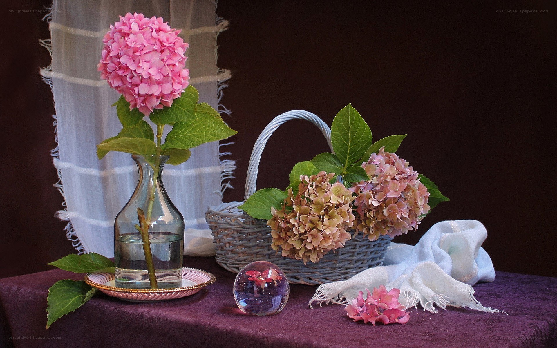 Hydrangea still life