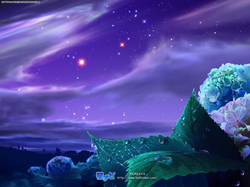 Hydrangea under Stars