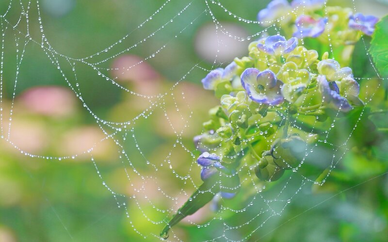 Hydrangea with Spiderweb