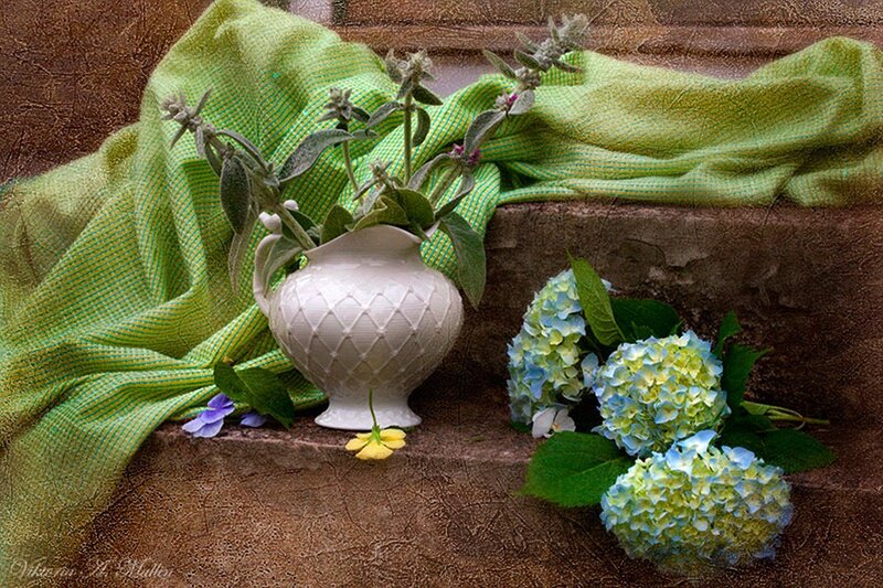 Hydrangeas and Pitcher