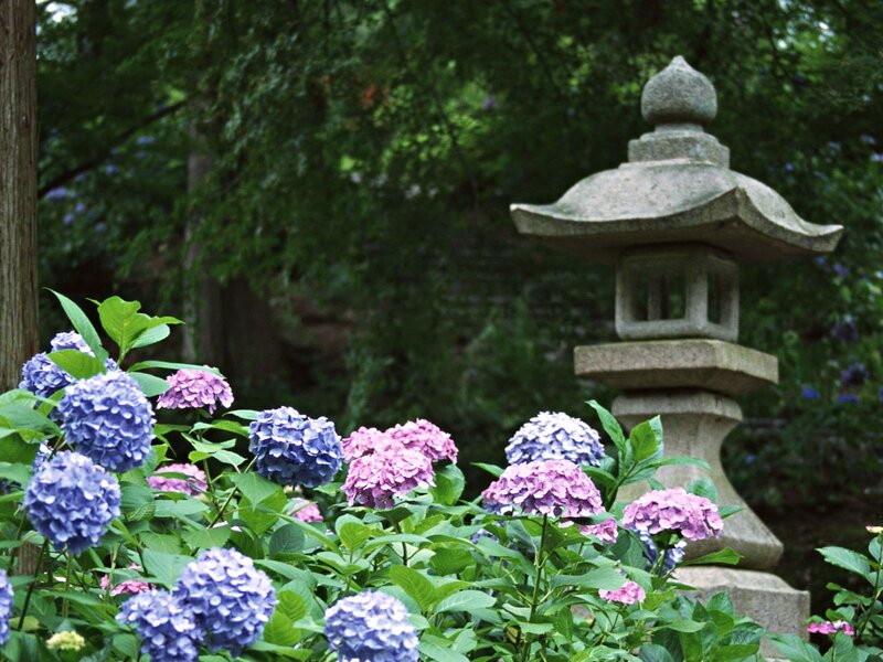 hydrangeas and stone lantern