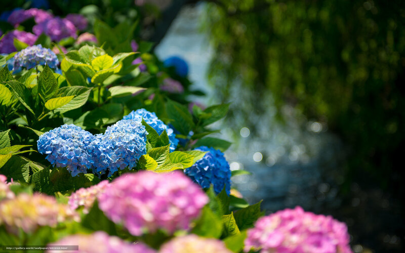 Hydrangeas by a stream