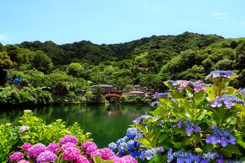 Hydrangeas by Lake