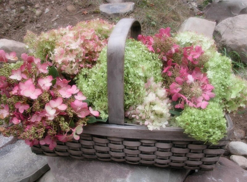 hydrangeas in a basket