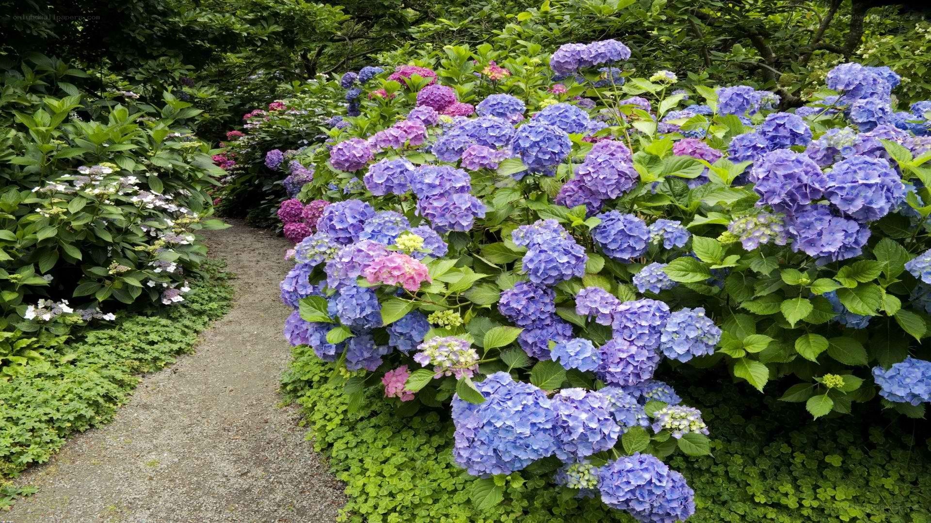 hydrangeas in a garden path
