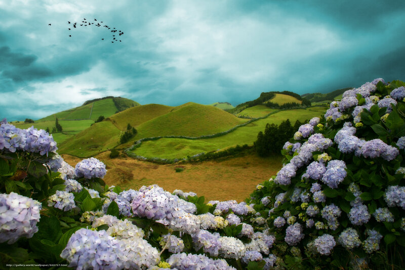 Hydrangeas in a Green Valley