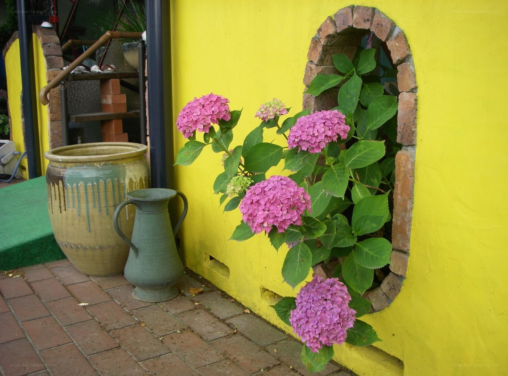 Hydrangeas in a yellow wall niche