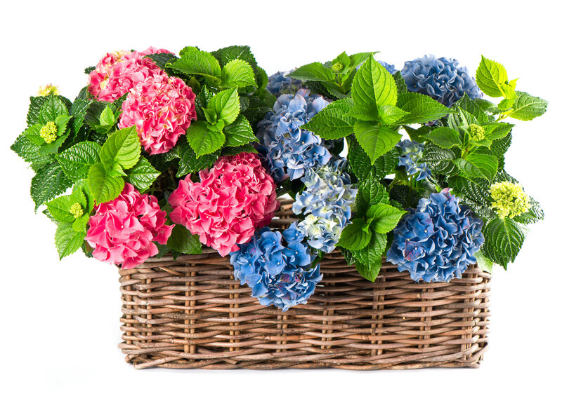 Hydrangeas in Basket