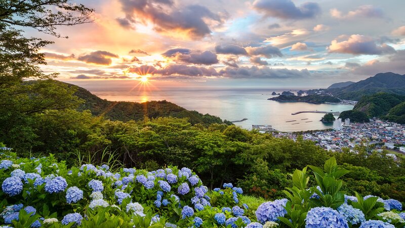 Hydrangeas Overlooking Bay — Blue, Serene