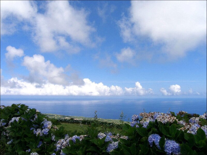 Hydrangeas Overlooking Ocean