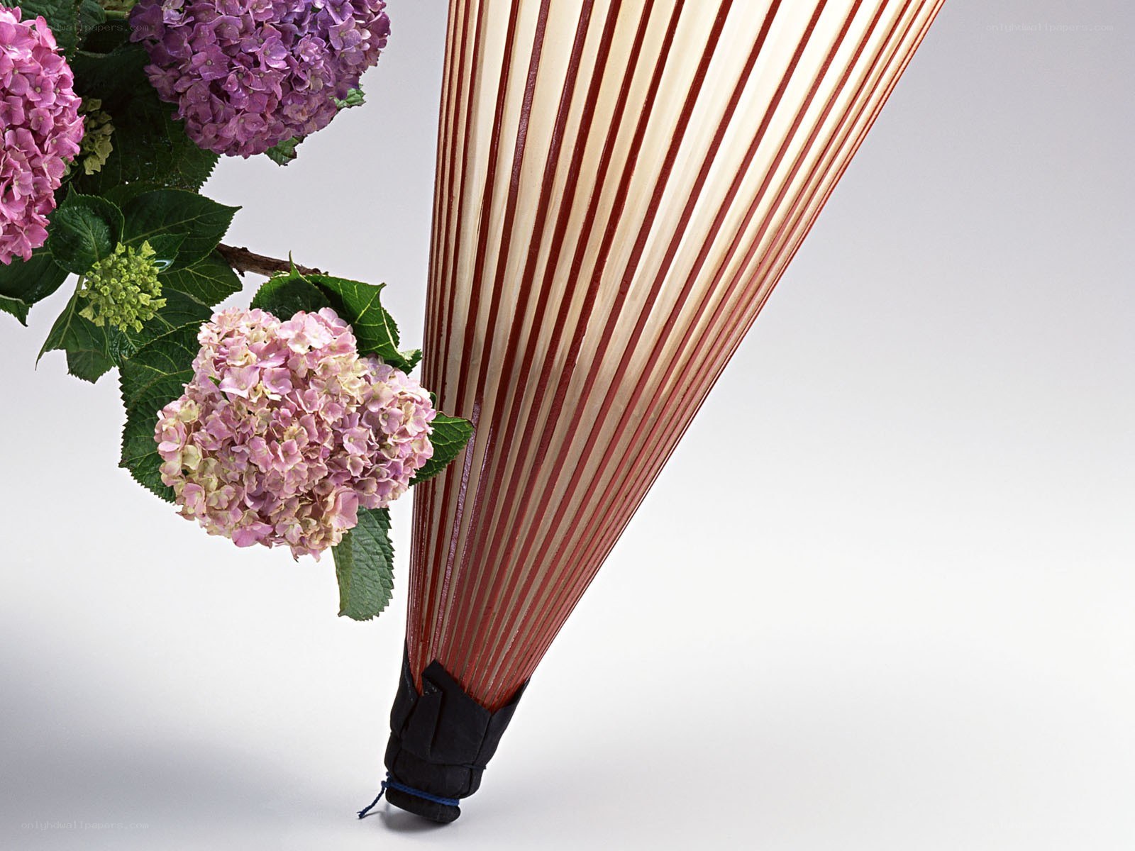 Hydrangeas with Japanese umbrella