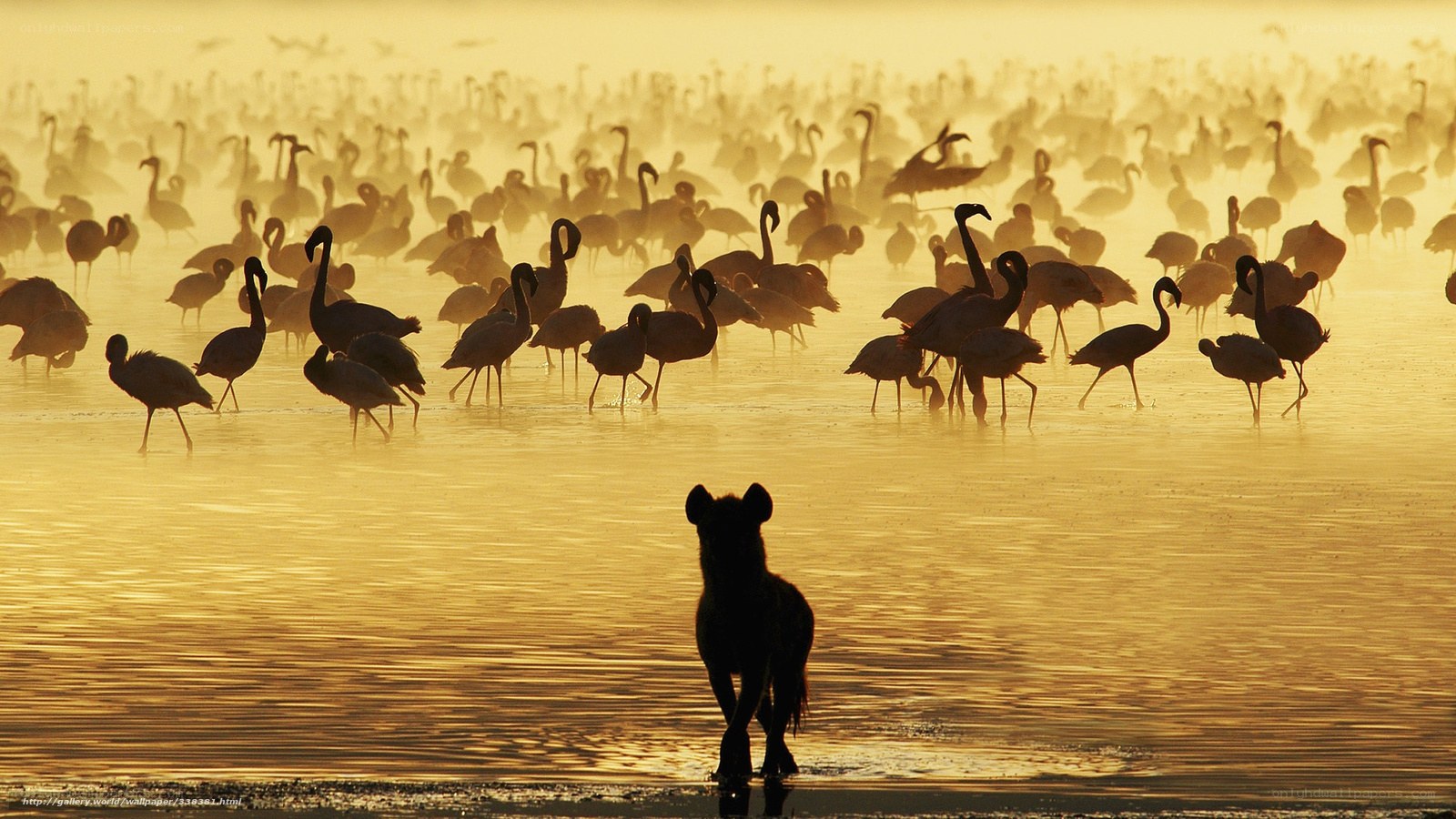 Hyena at dawn with flamingos