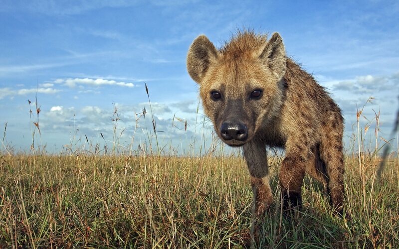 Hyena Cub in Grass — Blue