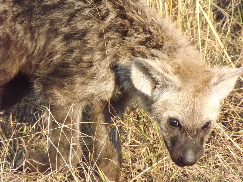 Hyena Cub in Grass — Brown