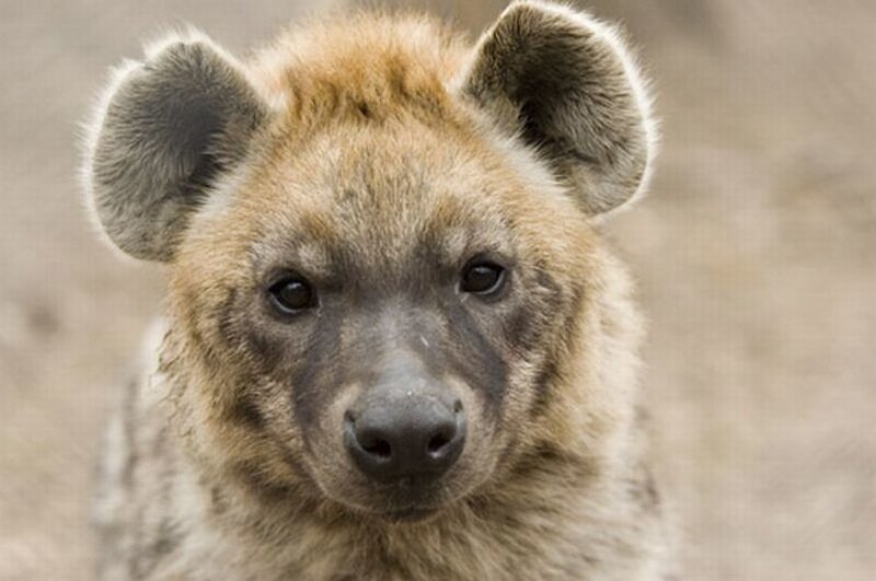 Hyena Cub