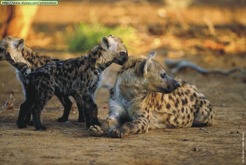 Hyena cubs with adult