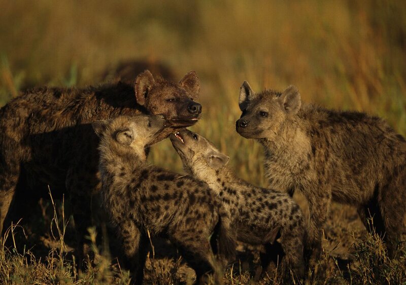 Hyena Family in Grass