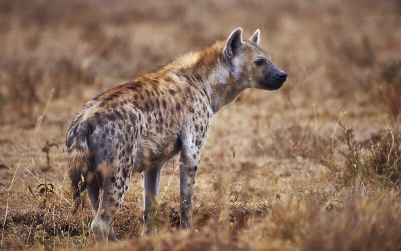 hyena in dry grass