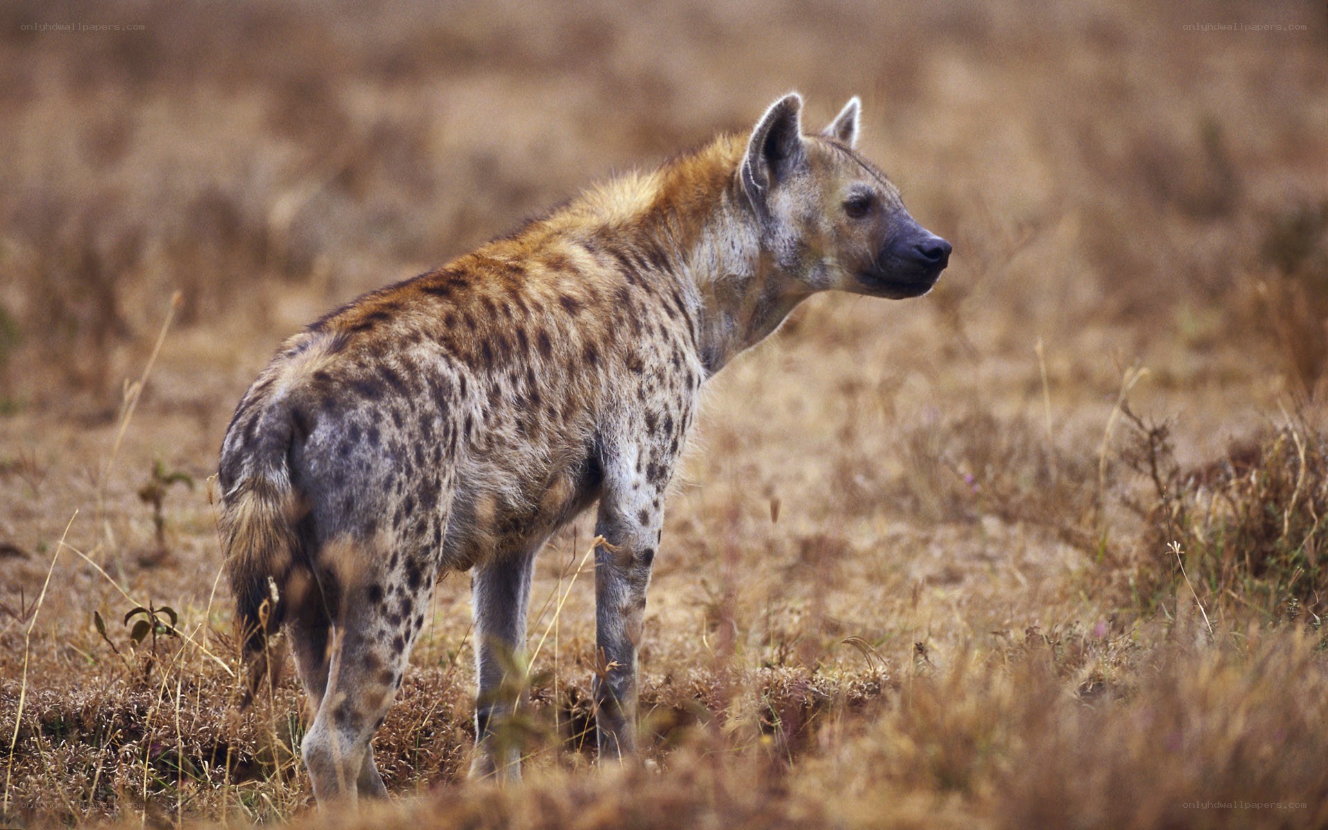 hyena in dry grass