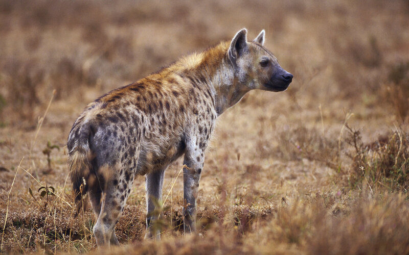 hyena in dry grassland